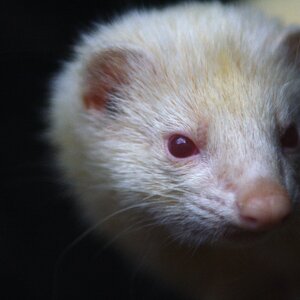 Albino ferret